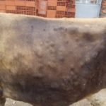 Krava obolela od zarazne bolesti kvrgave kože